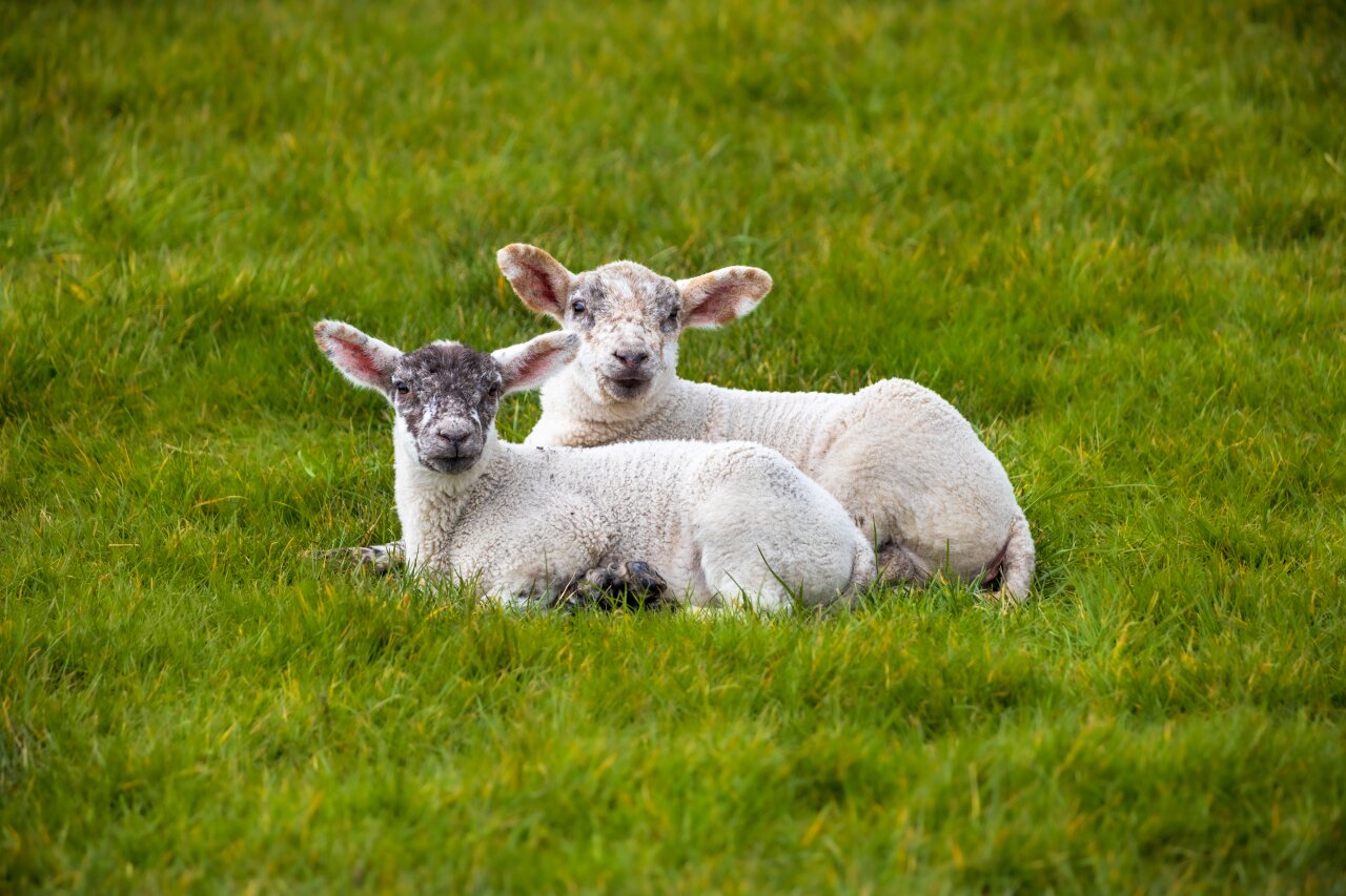 Wir bauen Webseiten für Friesland